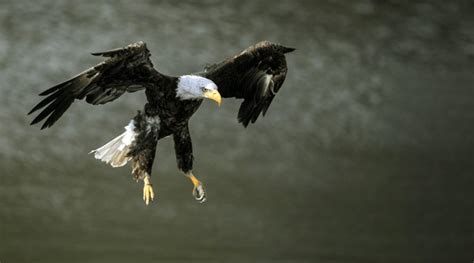 467 Bald Eagle Feet Images, Stock Photos, 3D objects, & Vectors | Shutterstock