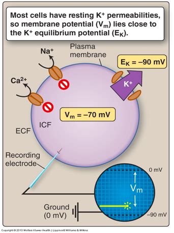 13 Action Potential Flashcards Quizlet