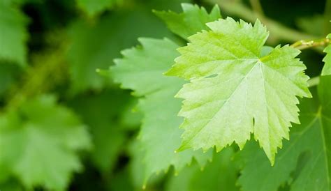 Premium Photo | Vine growing in vineyard grape leaves