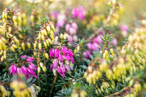 Erica Carnea Rosa Erika Heidekraut Gartenpflanzen Daepp