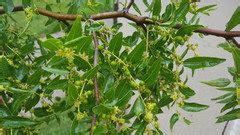 Jujube pollination and varieties