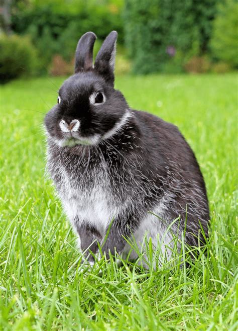 Silver Marten Rabbit Top Facts Breed Guide