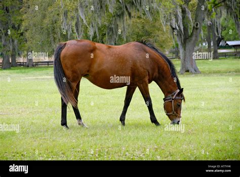 Horse Farm In Ocala Fl Hi Res Stock Photography And Images Alamy