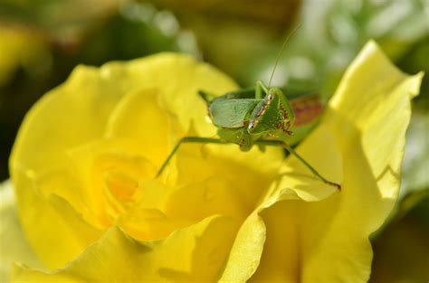 Praying Mantis On A Yellow Rose Orthodera Novaezealandiae Flickr