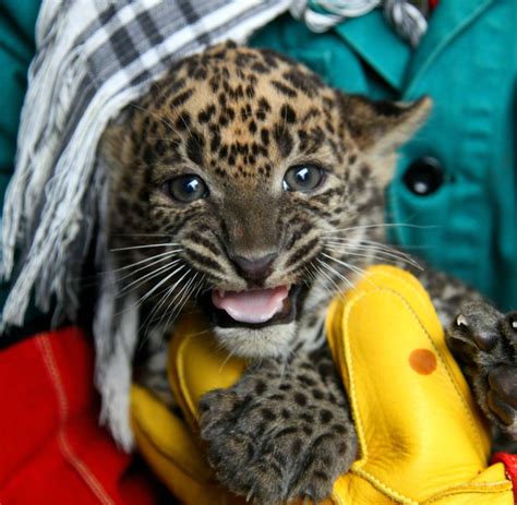 Rare Sri Lankan Leopard Cubs Born at Zoo Brno - ZooBorns