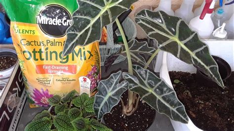 Repotting My New Plants In Better Soil Poly Elephant Ear Alocasia