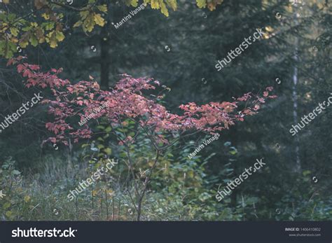 Naked Autumn Trees Few Red Leaves Stock Photo Shutterstock