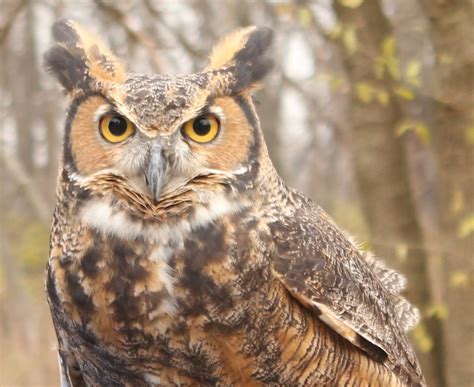 Great Horned Owl — Ann Arbor Hands-On Museum and Leslie Science ...