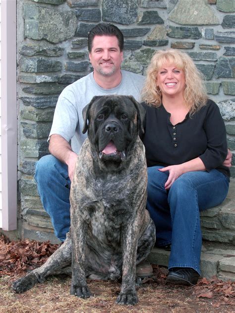 Gray English Mastiff