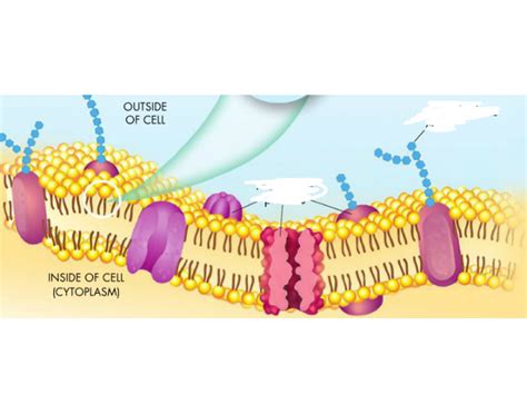 phospholipid bilayer diagram — Printable Worksheet