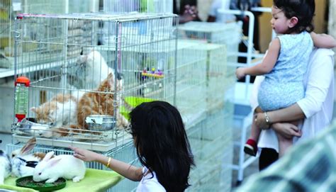 A Walk Through Souq Waqif Pet Shops Doha Qatar Gulf Times