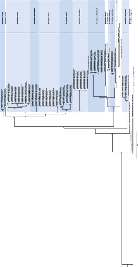 Maximum Likelihood Ml Phylogram Based On The Partial Cytb Gene