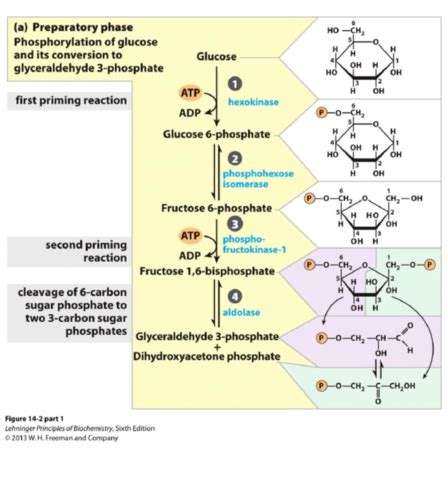 Biochem Glycolysis Flashcards Quizlet