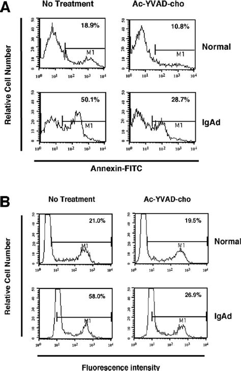 Caspase Inhibitor Protects Against B Cell Apoptosis A Cd B