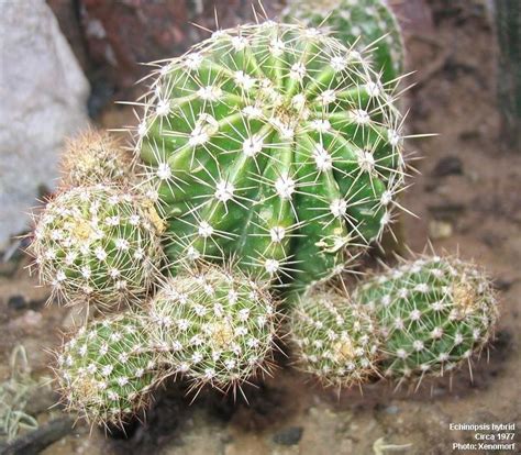 Plantfiles Pictures Echinopsis Species Easter Lily Cactus Sea Urchin