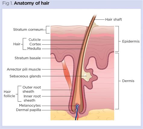 Figure Diagram Of The Skin And Accessory Structures Solv