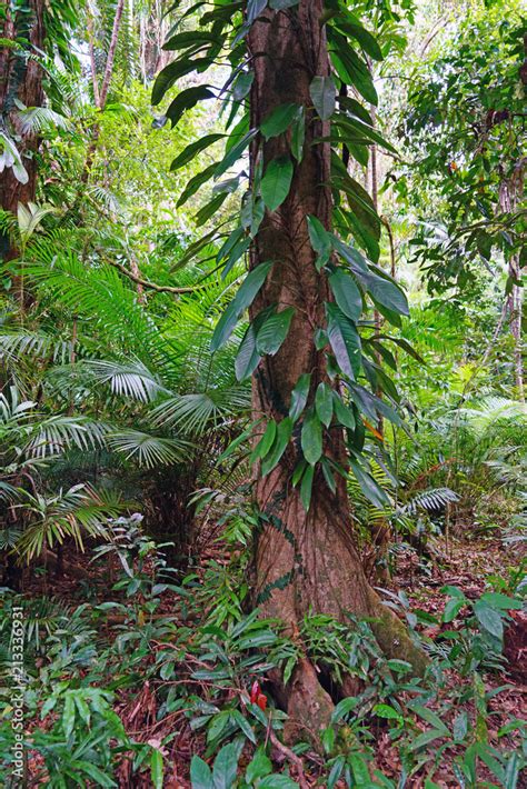 Tropical plants in the mangrove in the Daintree rainforest wet tropics ...