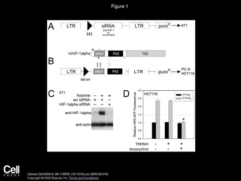 Pleiotropic Effects Of HIF 1 Blockade On Tumor Radiosensitivity Ppt