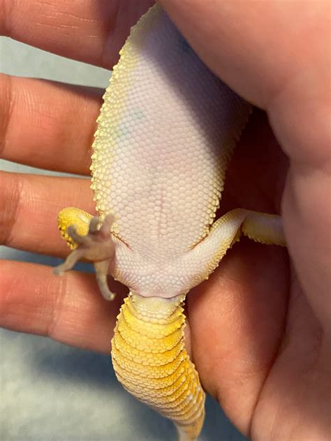 Leopard Gecko Gendering Leopard Geckos Morphmarket Reptile Community