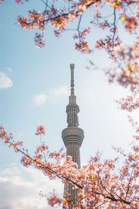 Cherry Blossom Photo Location Guide for Tokyo » Best Sakura Spots