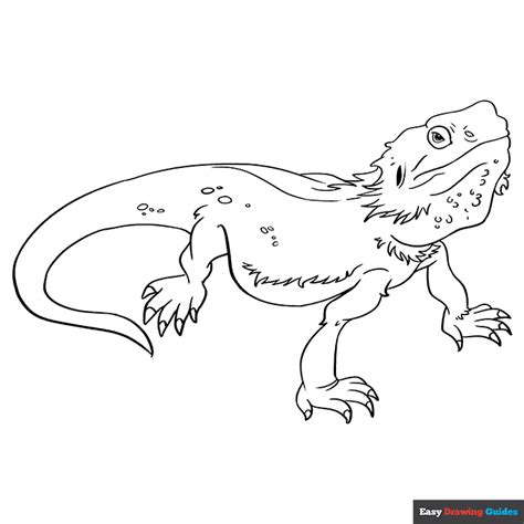 Free Bearded Dragon Coloring Sheets