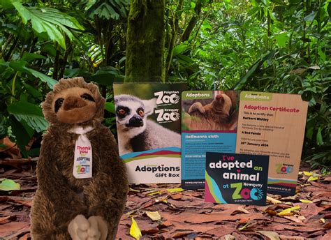 Sloth Gold Child Adoption Pack - Newquay Zoo