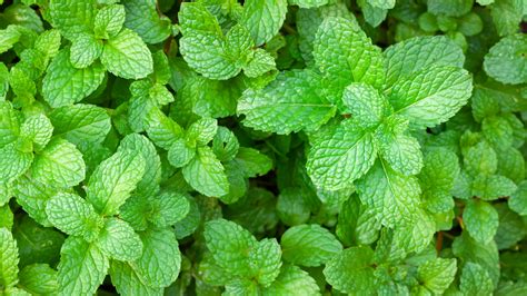 Peppermint Vs Spearmint The Differences Everyone Should Know