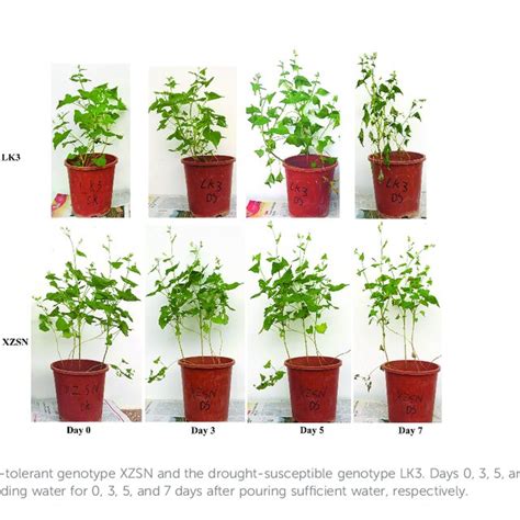 Heatmap Of Differentially Expressed Drought Responsive Genes Between