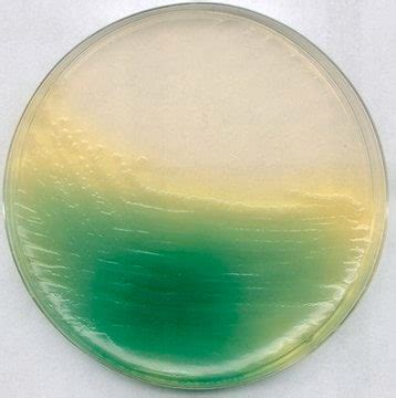 Granucult Prime Pseudomonas Cfc Cn Agar Base Iso Iso