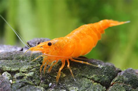 Neocaridina Davidi Orange Crustacea