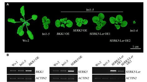 Figure From Somatic Embryogenesis Receptor Like Kinase In The