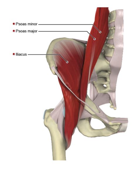 Hip Flexor Muscles