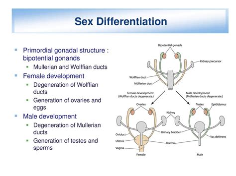 Chapter 10 Cells Differentiate Ppt Download