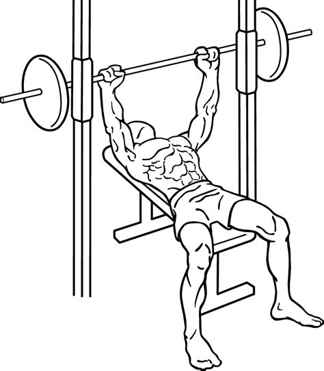 Bench Press And Building Muscle Correctly And Safely Doctor Tipster