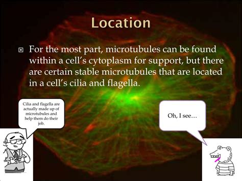 Ppt Microtubules Powerpoint Presentation Free Download Id 2854507