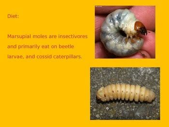 Marsupial Mole - Power Point - Information Facts Pictures by KLS Reading