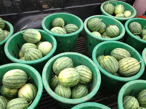 Powisset Farm CSA: Listen to the Melons.