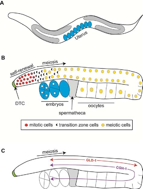 Figure 1 From The Functions Of Y Box Binding Proteins In Caenorhabditis