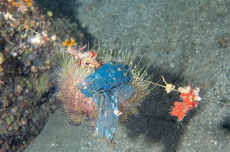 Coral Reefs Pollution