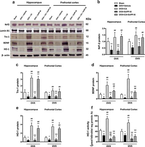 Carnosic Acid Boosts Nrf2 Trx 1 And BDNF Expressions As Well As HO 1