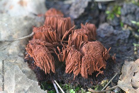 Stemonitis Axifera Commonly Known As The Chocolate Tube Slime Mold