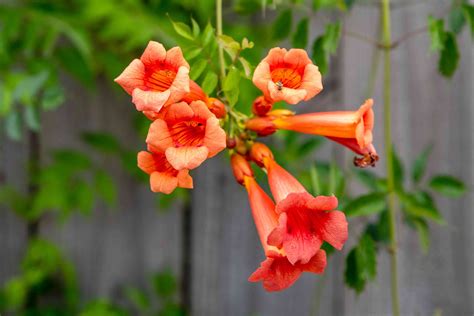 How To Grow And Care For Campsis Trumpet Vines A Beginners Guide The