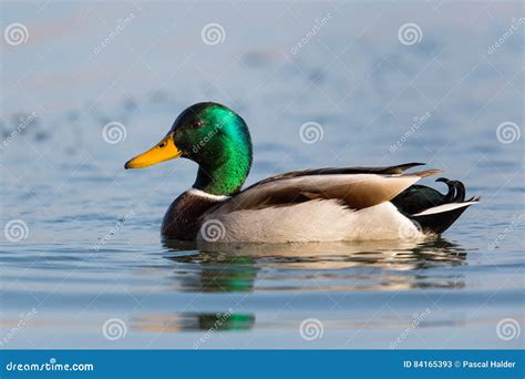 Portrait Of Swimming Male Mallard Duck Anas Platyrhynchos Stock Image