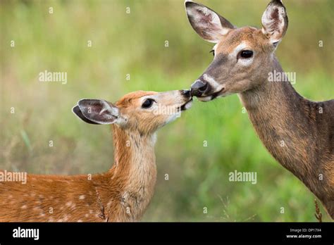 White Tailed Doe And Fawn Stock Photo Alamy