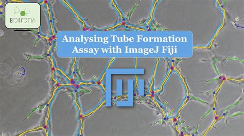 Discover The Power Of Image Analysis Learn How To Analyze Tube