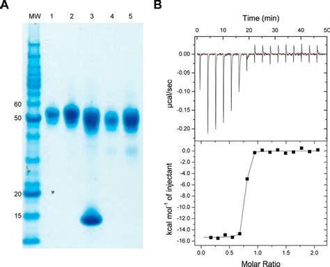 Sample Characterization A Representative Non Reducing Sds Page