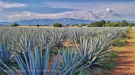 Tequila From Jalisco Mexico