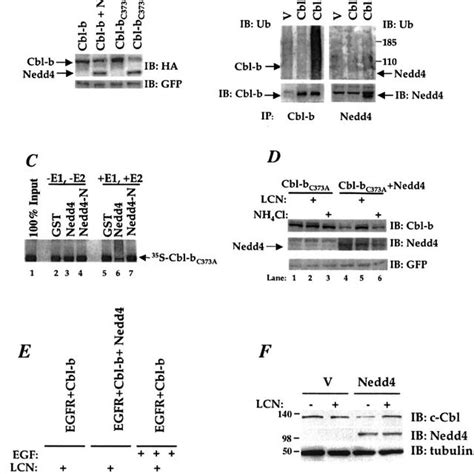 Cbl B Ubiquitylation And Proteasomal Degradation Mediated By Nedd4 A Download Scientific