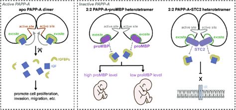 Cell Discovery If Revealing The Structure And Mechanism Of