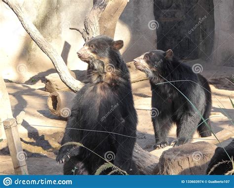 The Spectacled Bear Tremarctos Ornatus Stock Photo Image Of Mammal